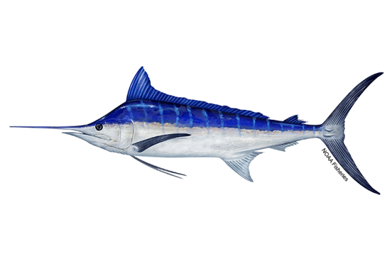 640x427-Marlin-Pacific-Blue-NOAAFisheries_0.png